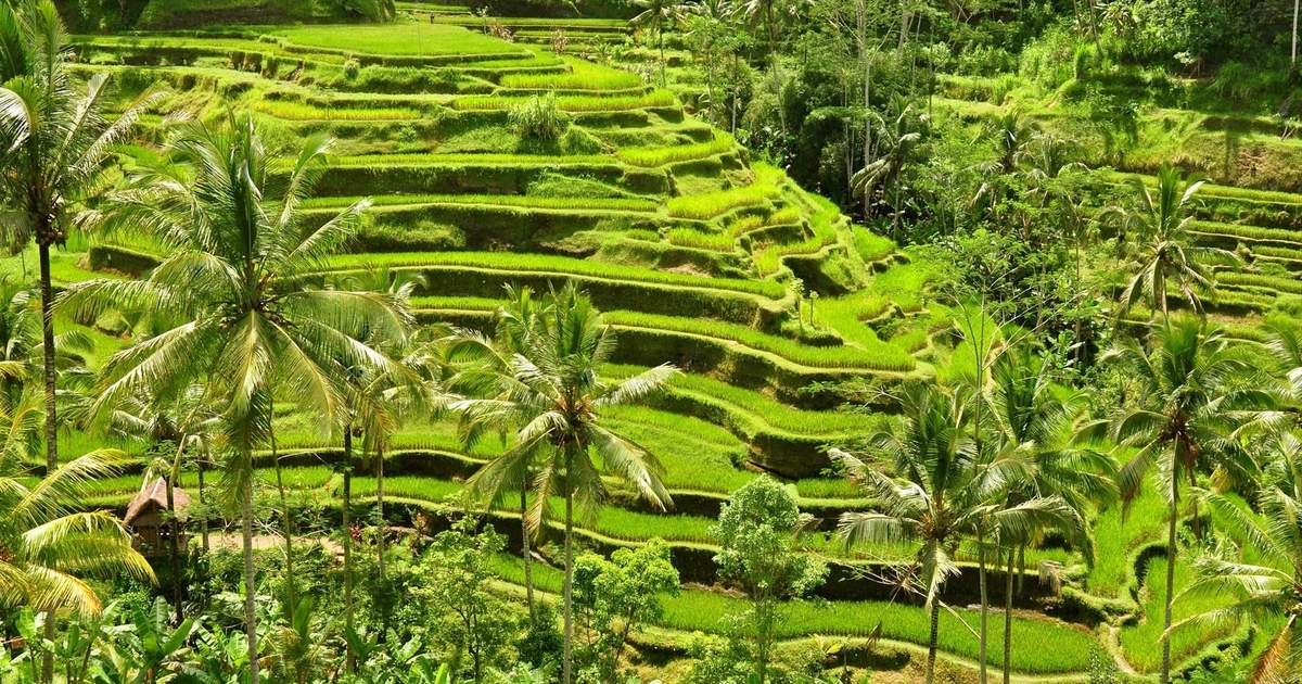 インドネシアバリ島ウブドの細密画 インドネシアバリ島ウブドの細密画 - メルカリ